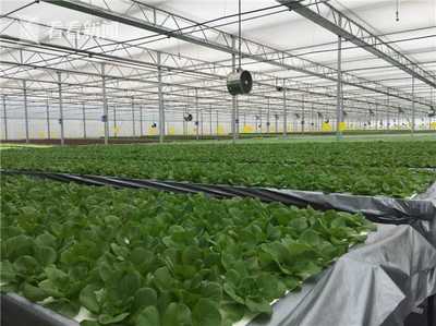 無土栽培新紀元 上海建成最大單體植物工廠，技術驅動產量躍升