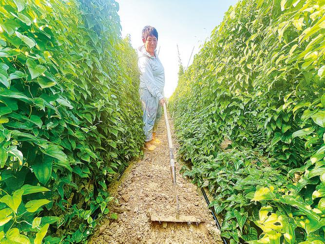 山藥種植成富民產業，國家濮陽經濟技術開發區技術開發獲媒體聚焦