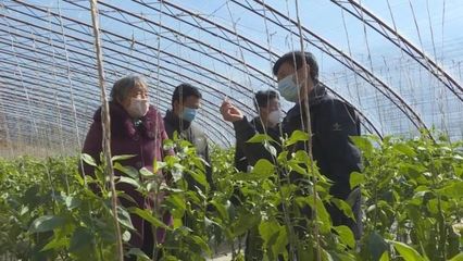 子長蔬菜開發中心 穩防控、強技術、保供應，全力守護“菜籃子”安全